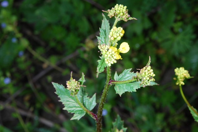 Crucifera - Brassica cfr.nigra